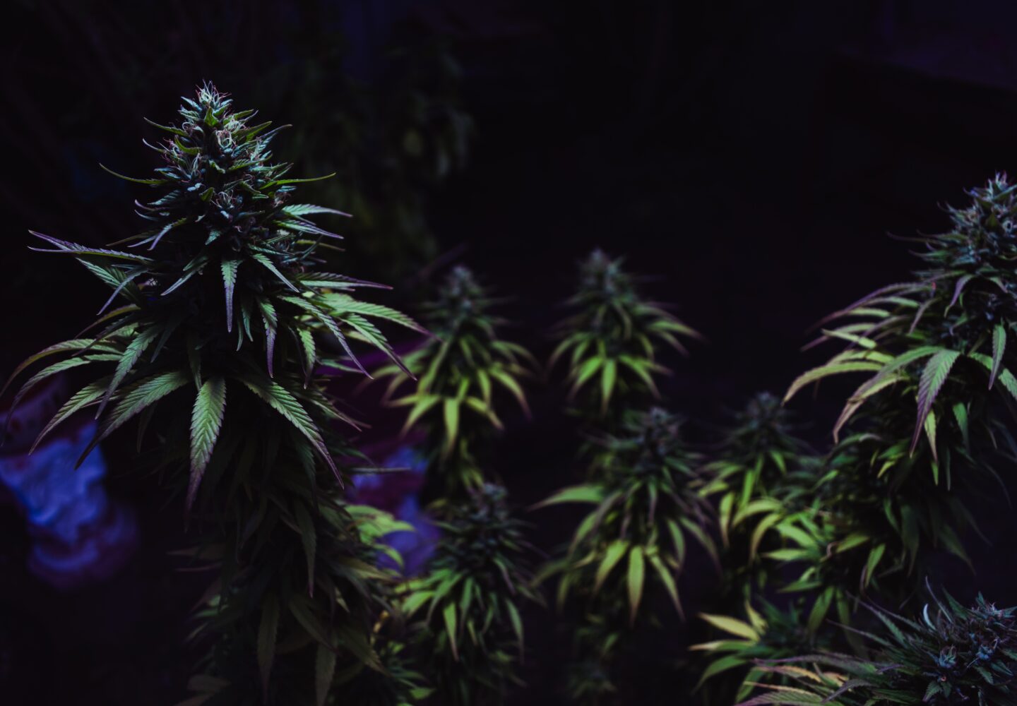 co to są terpeny - Sunny Vape